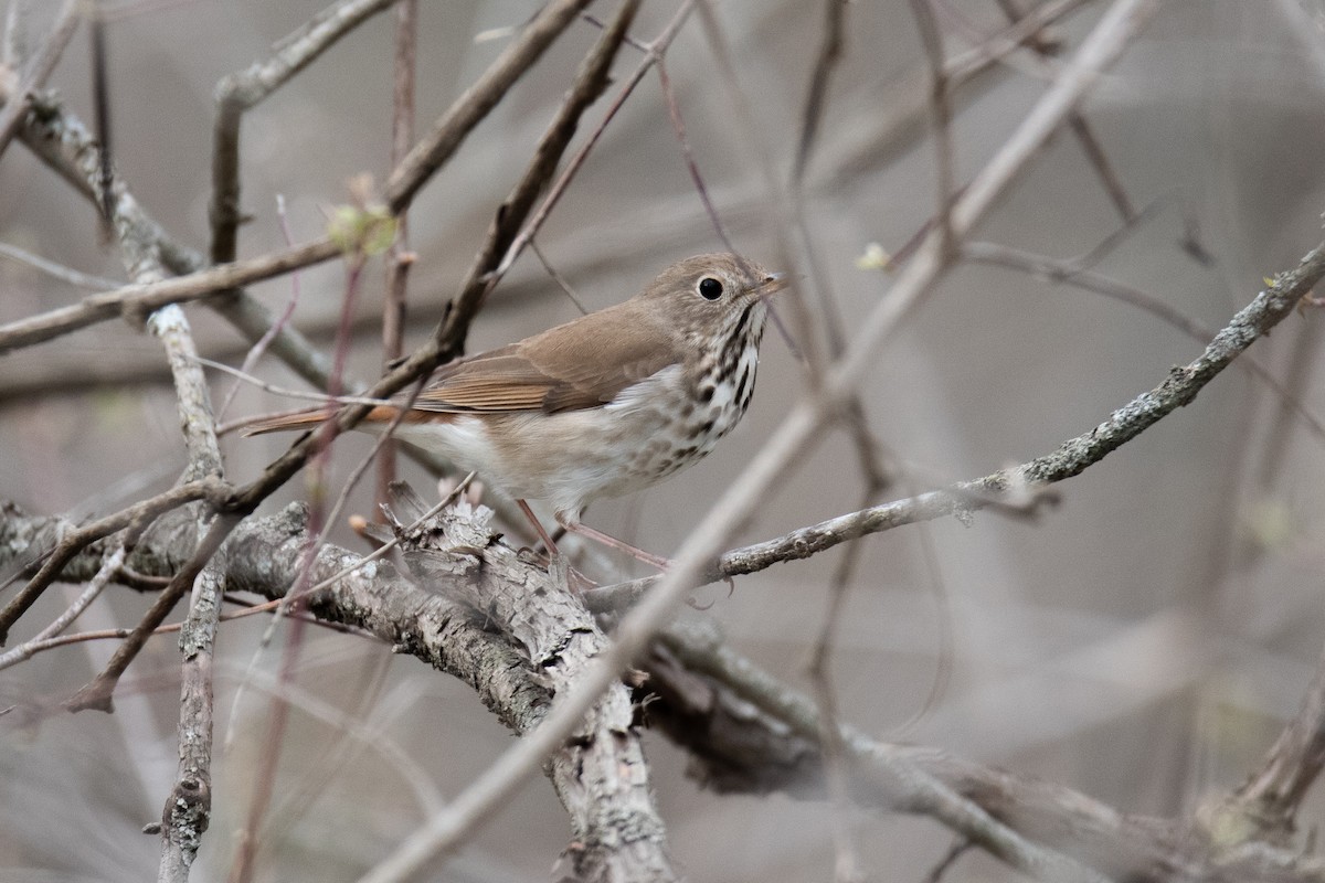 Hermit Thrush - ML633915069