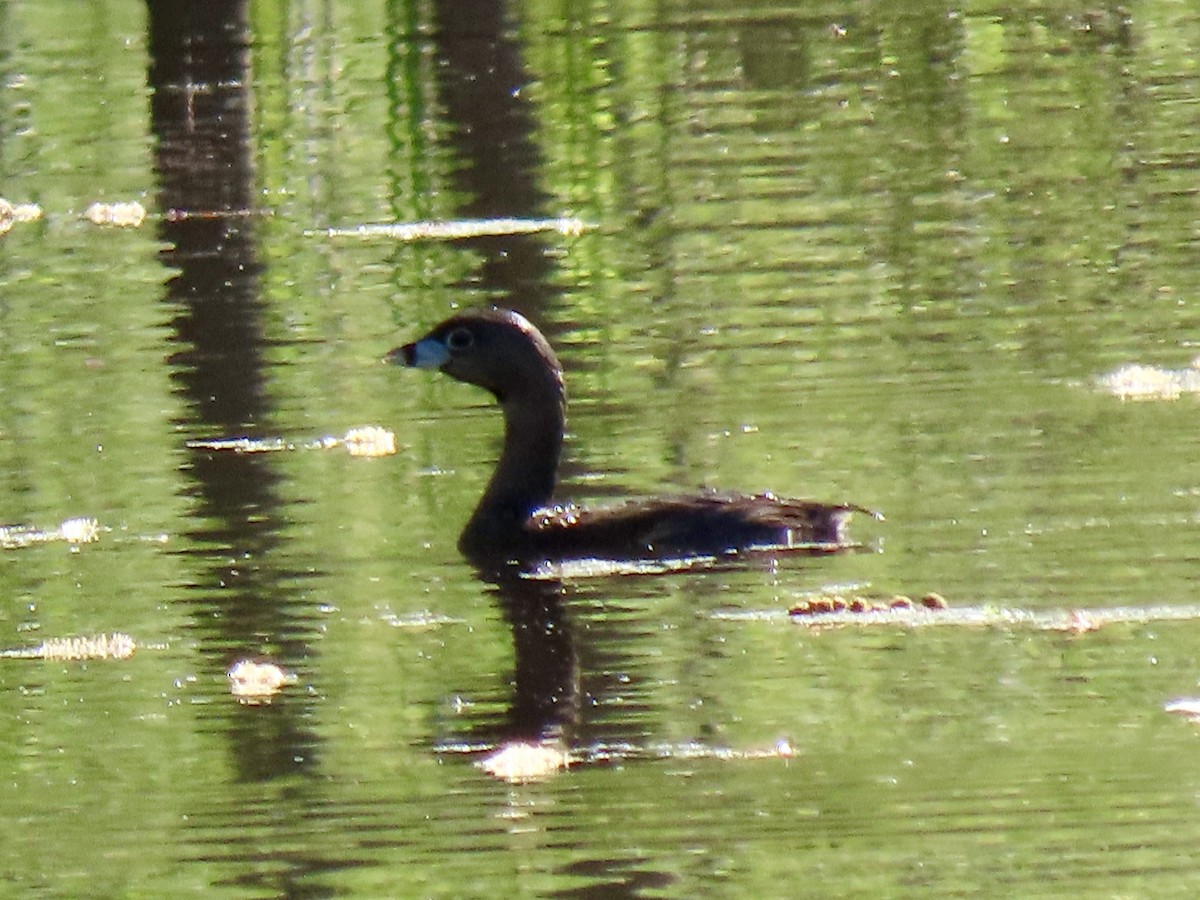 Pied-billed Grebe - ML633915104