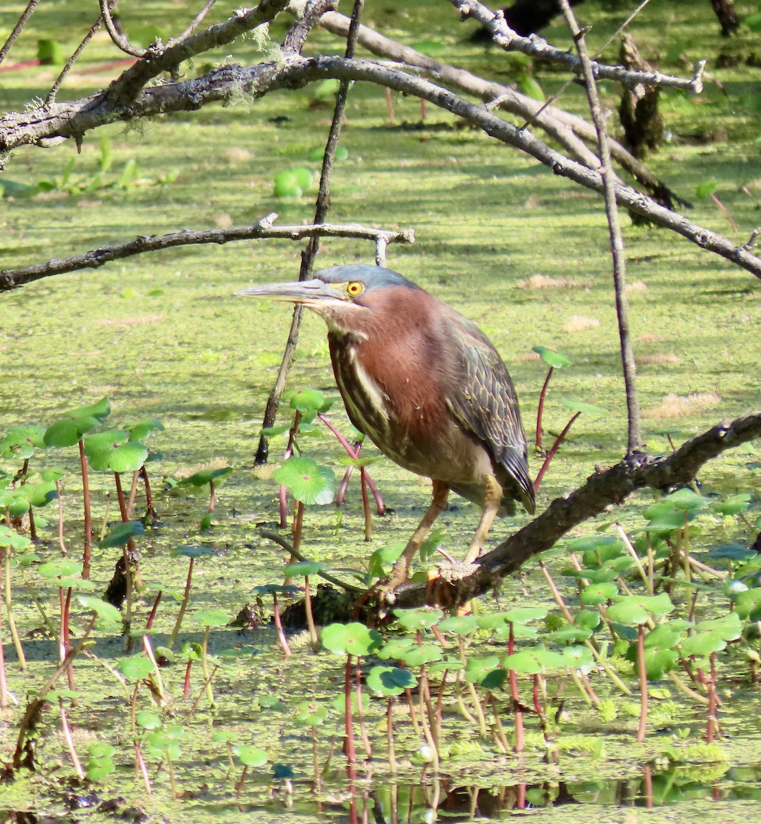 Green Heron - ML633915131