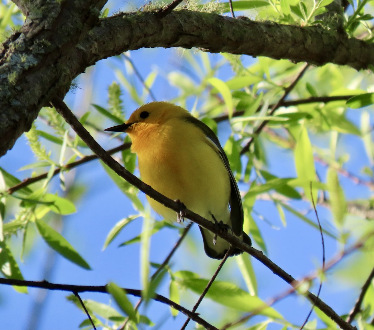 Prothonotary Warbler - ML633915195