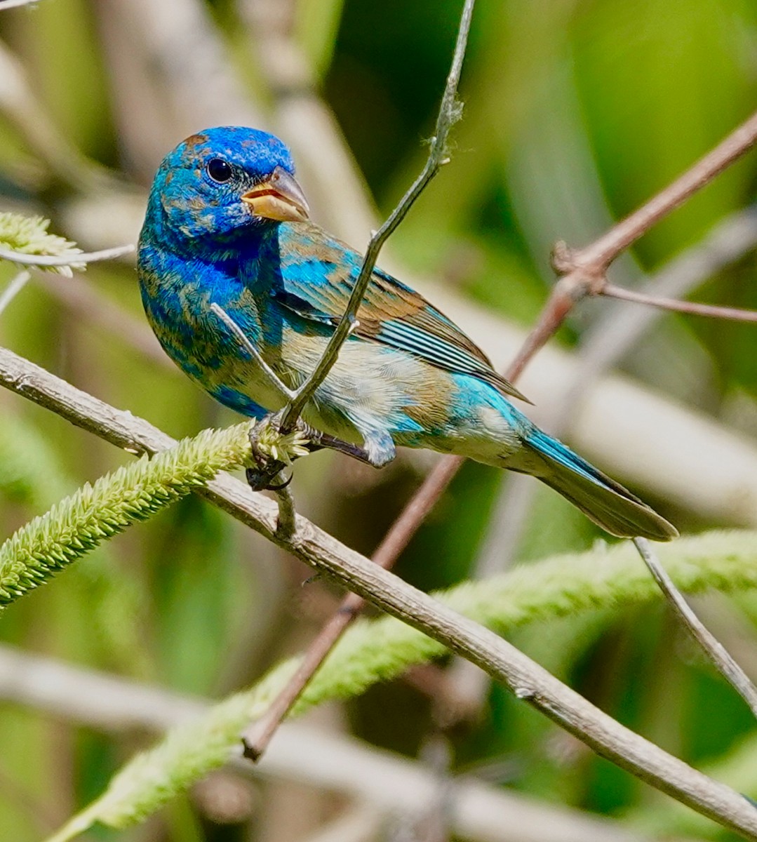 Indigo Bunting - ML633915217