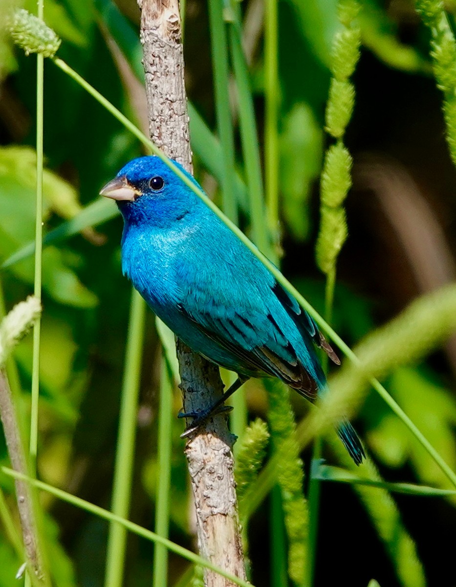 Indigo Bunting - ML633915218