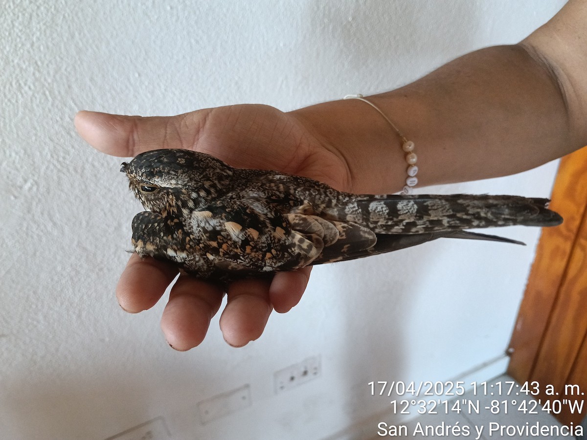nighthawk sp. - ML633915324