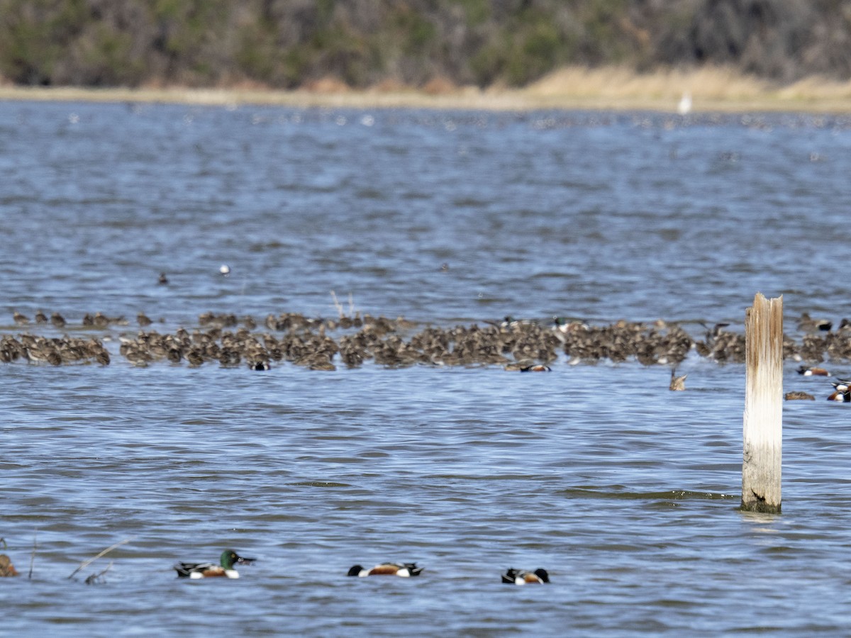 Calidris sp. (peep sp.) - ML633915373