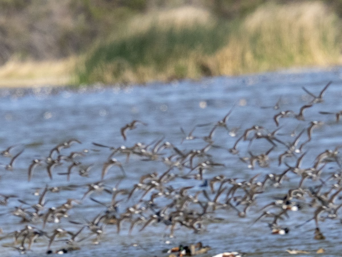 Calidris sp. (peep sp.) - ML633915406