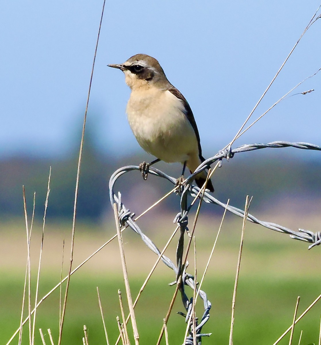 Northern Wheatear (Greenland) - ML633915417