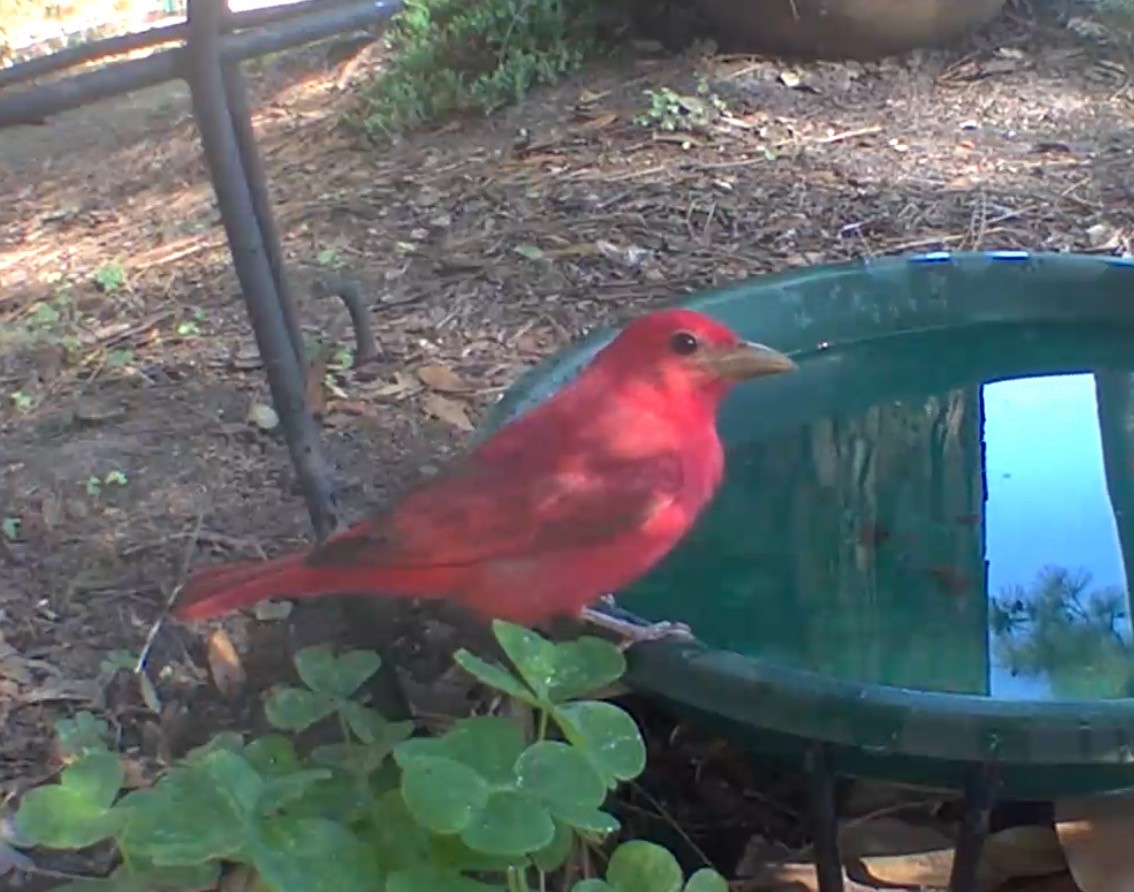 Summer Tanager - ML633915421