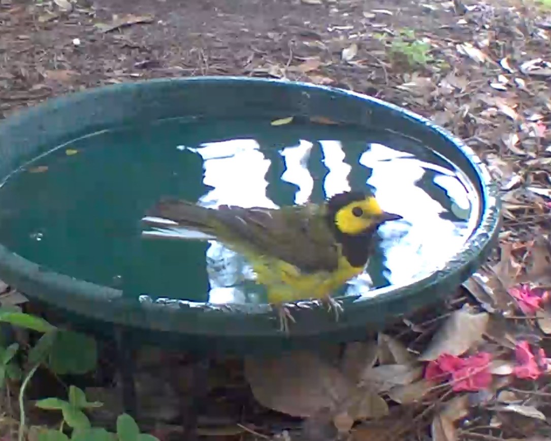 Hooded Warbler - ML633915450