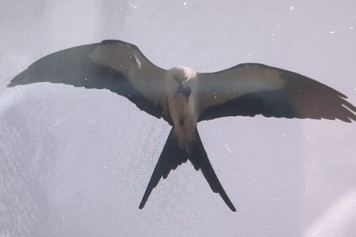 ツバメトビ - ML633915510