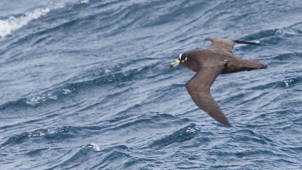 Spectacled Petrel - ML633915601