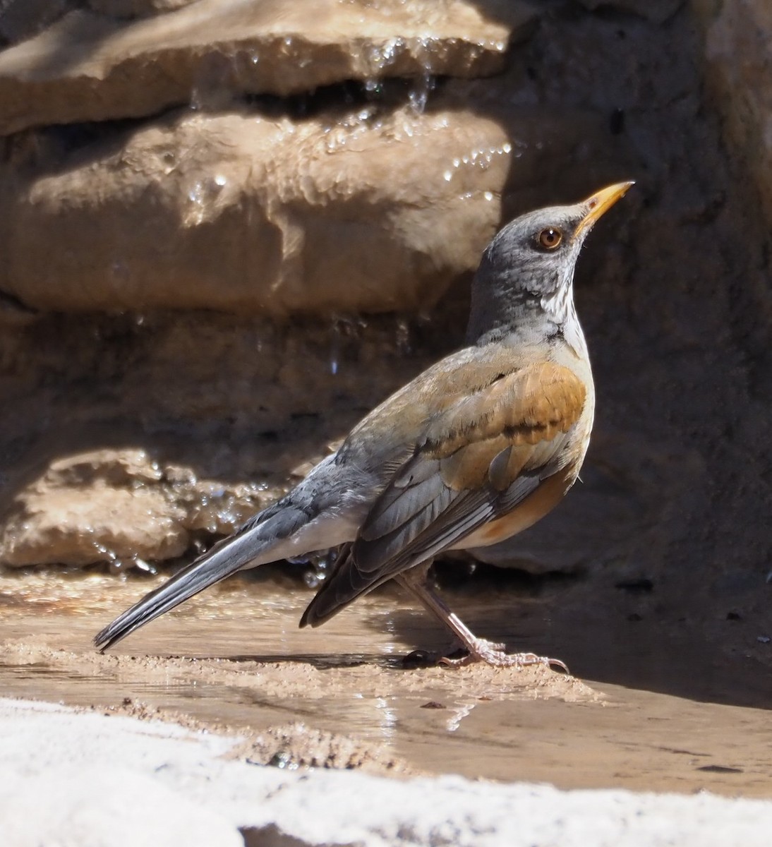 Rufous-backed Robin - ML633915626