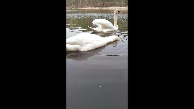 Mute Swan - ML633915663