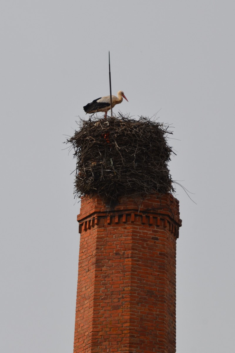 White Stork - ML633915716