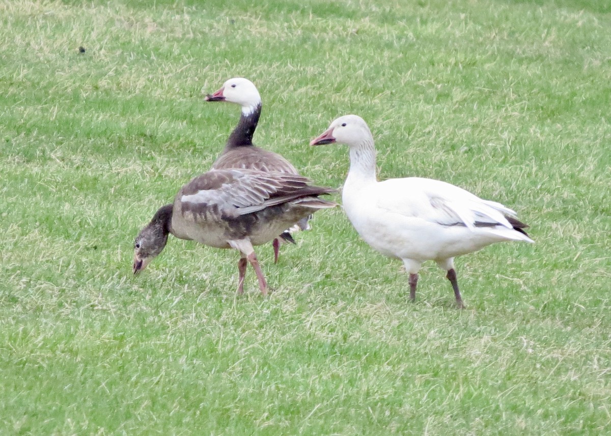 Snow Goose - ML633915776