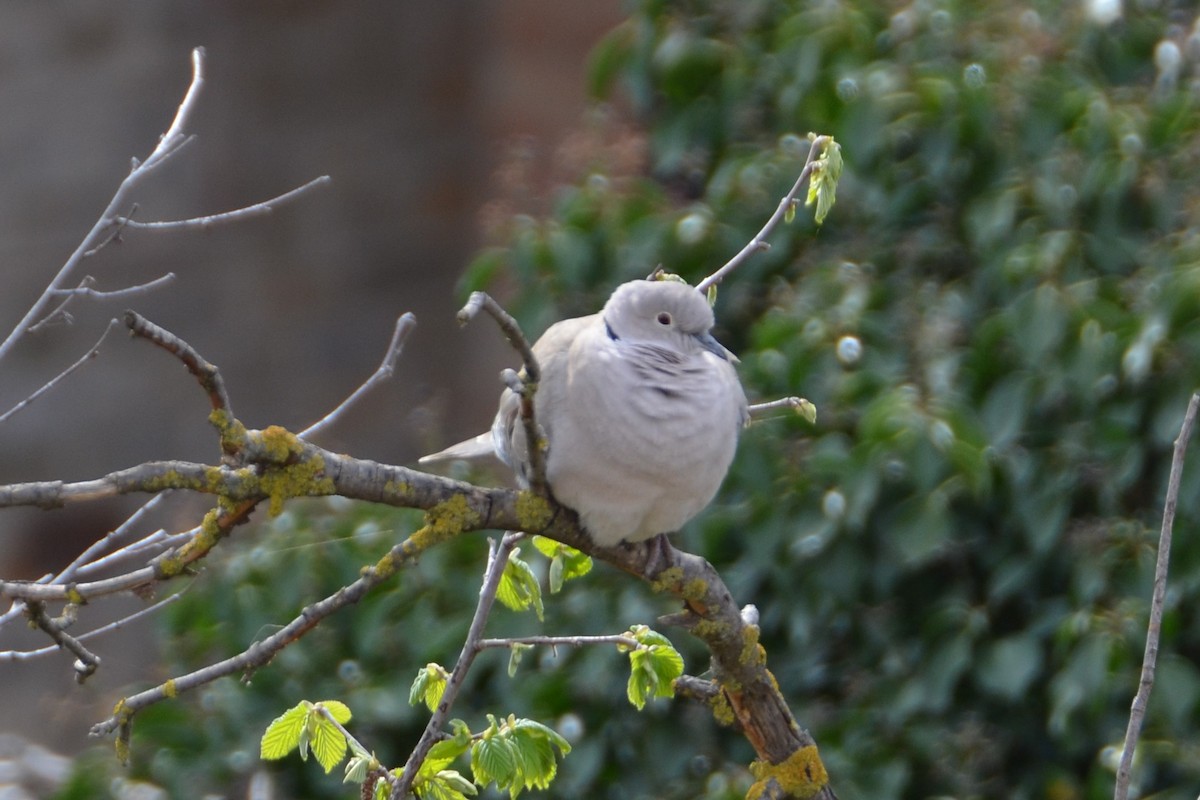 Eurasian Collared-Dove - ML633915787