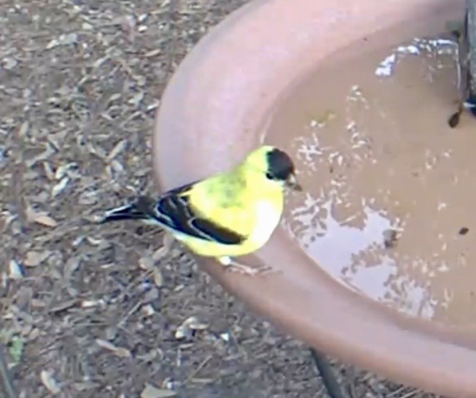 American Goldfinch - ML633915815