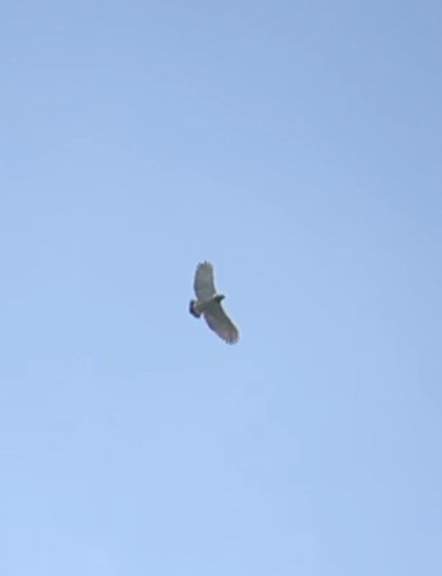 Barred Hawk - ML633915890