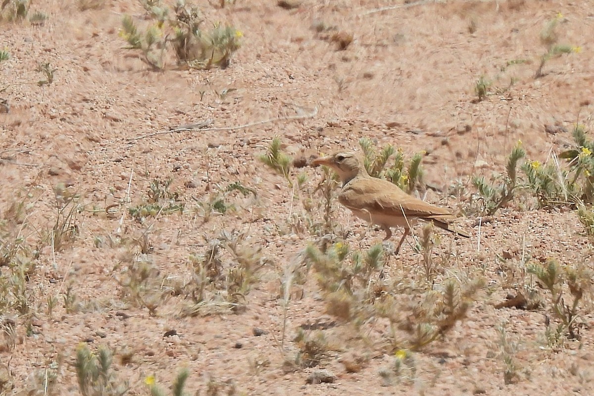 Arabian Lark - ML633916189