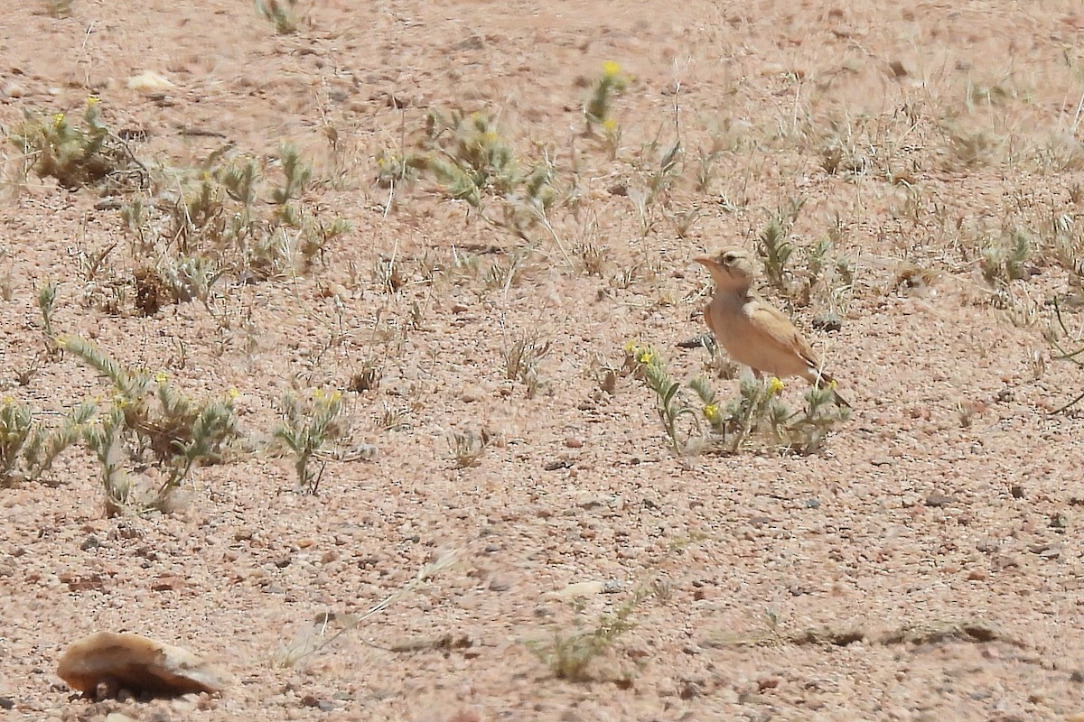 Arabian Lark - ML633916190