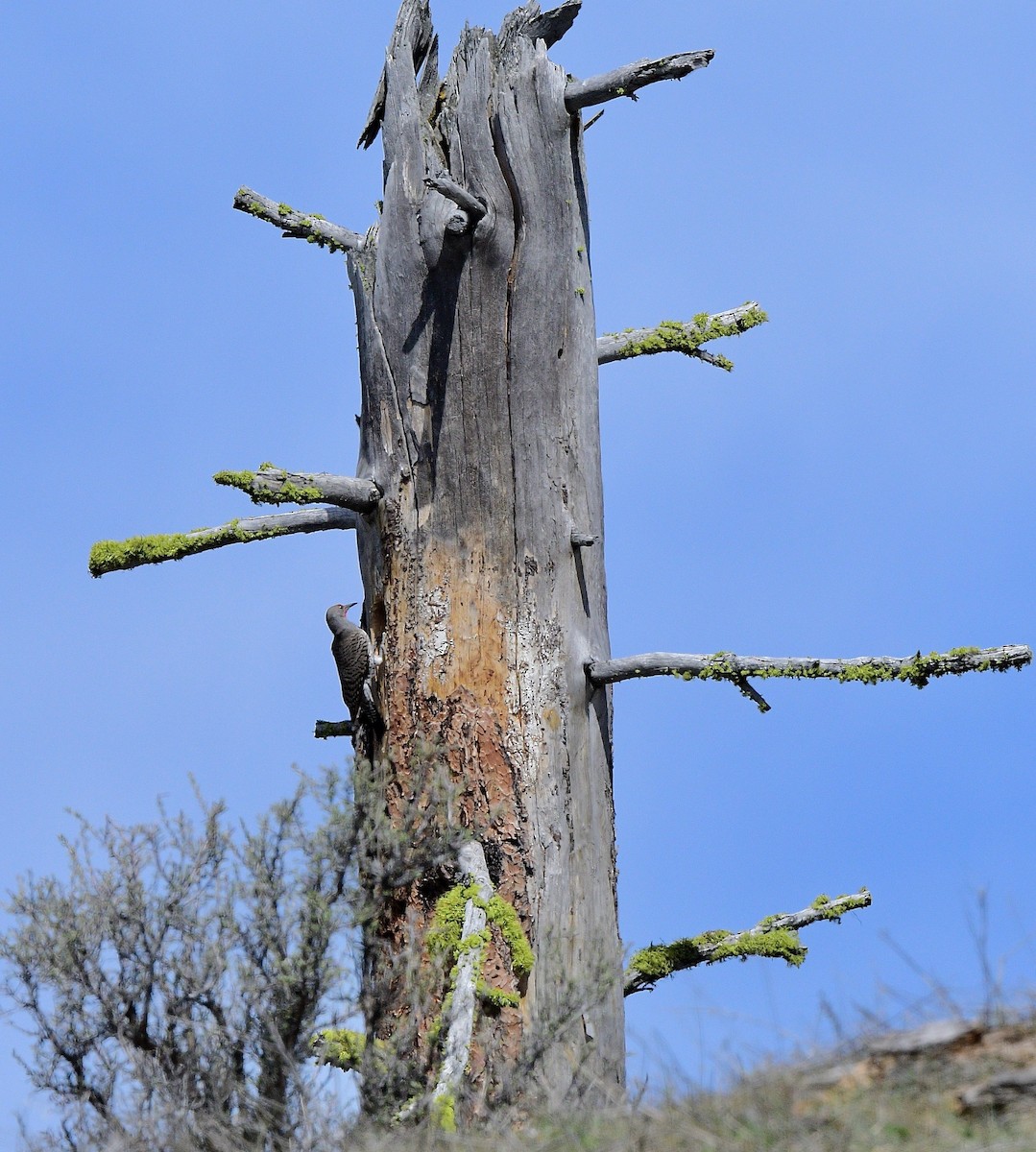 Northern Flicker (Red-shafted) - ML633916308