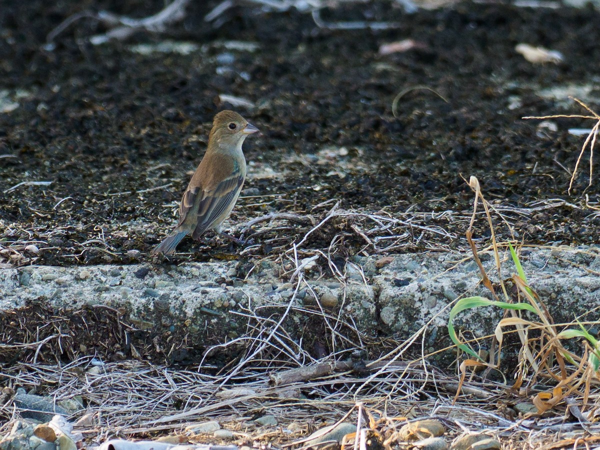 Indigo Bunting - ML633916320