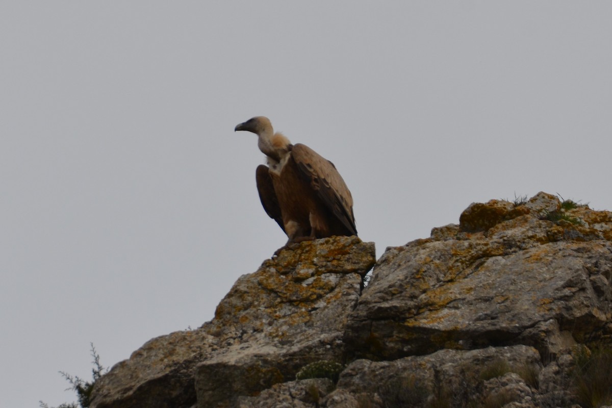 Eurasian Griffon - ML633916321