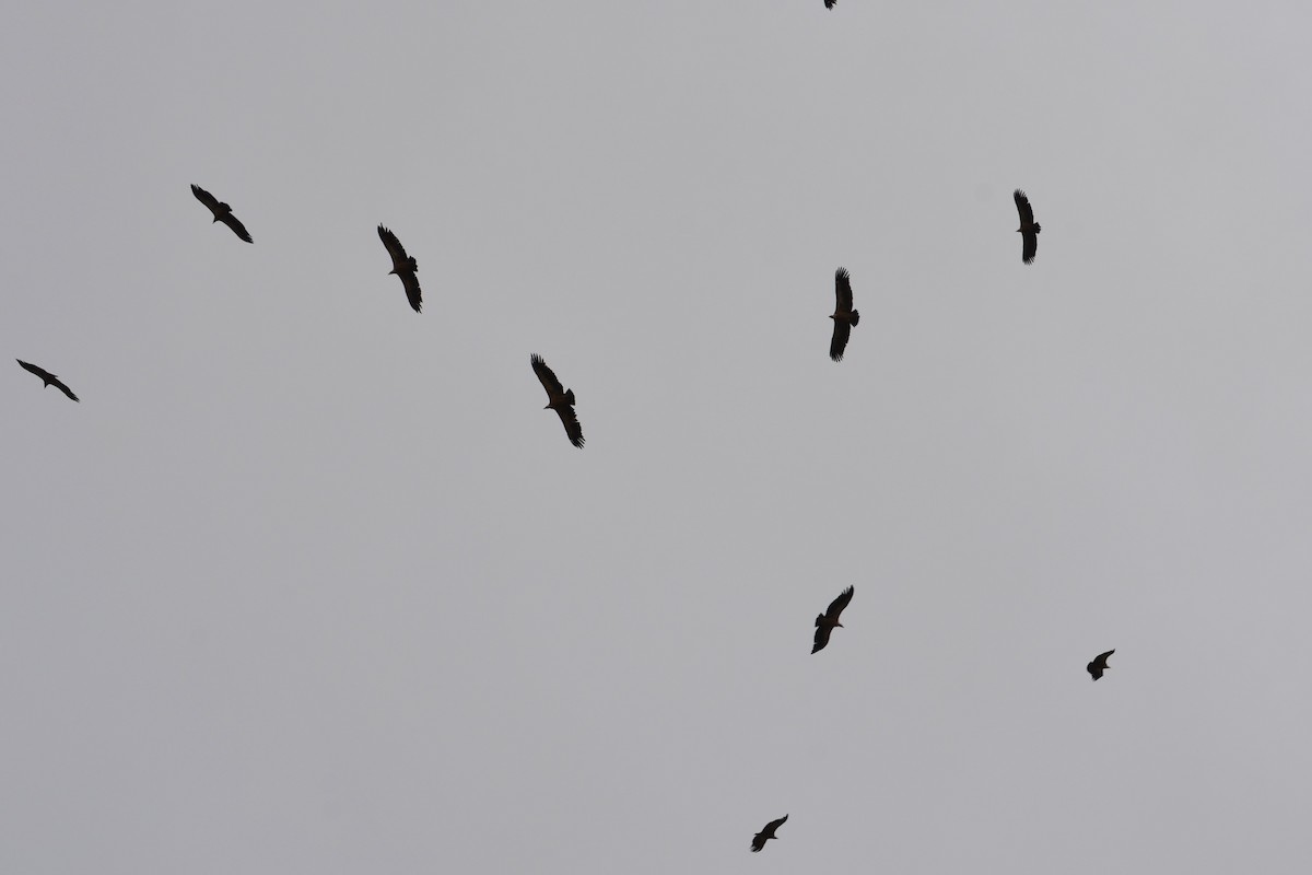 Eurasian Griffon - ML633916322