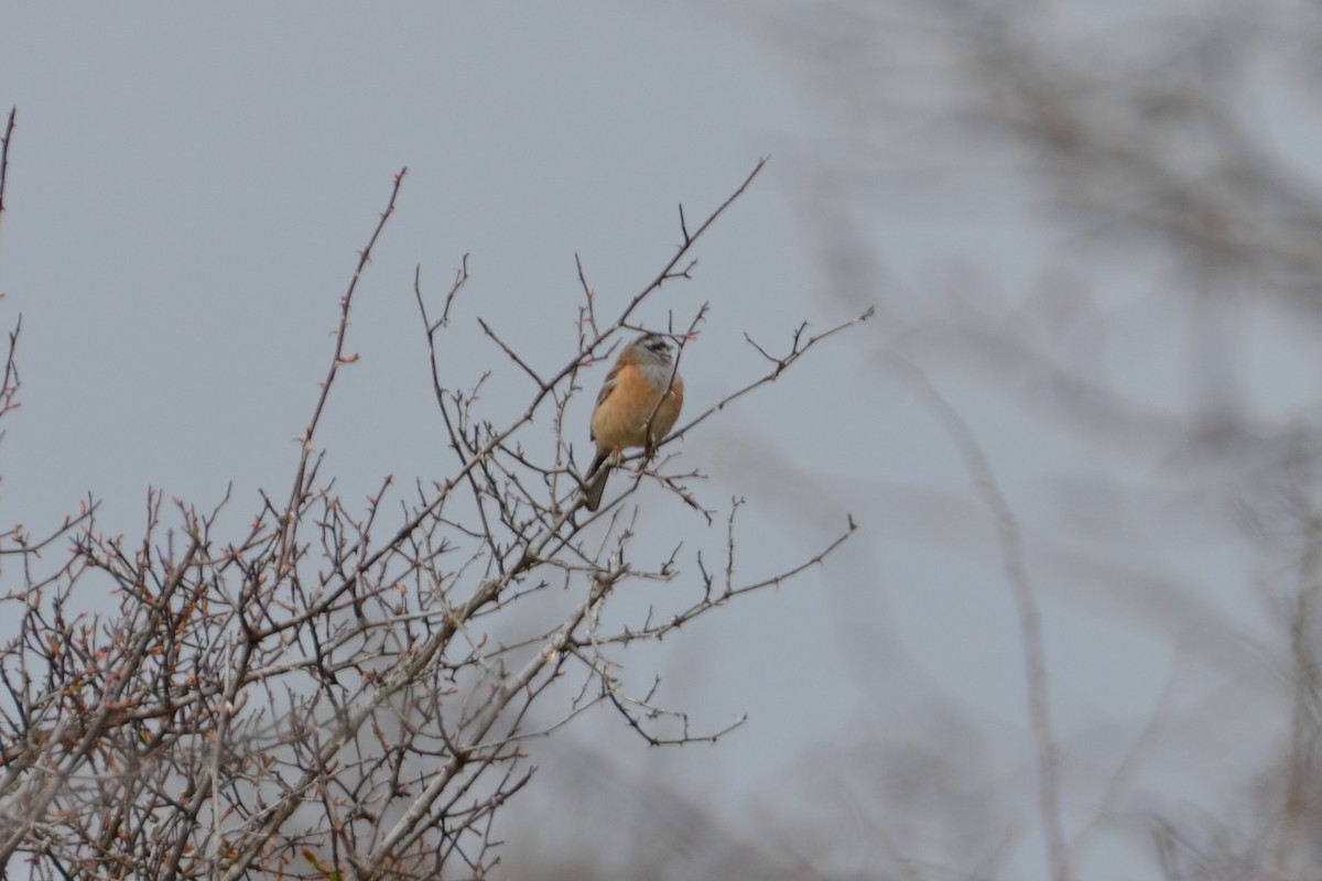 Rock Bunting - ML633916378
