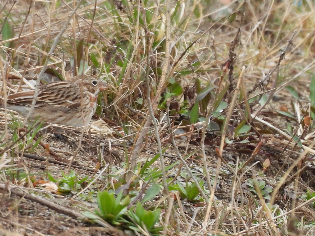 Vesper Sparrow - ML633916508