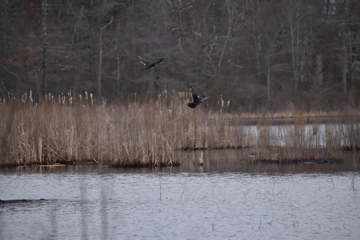 Wood Duck - ML633916546