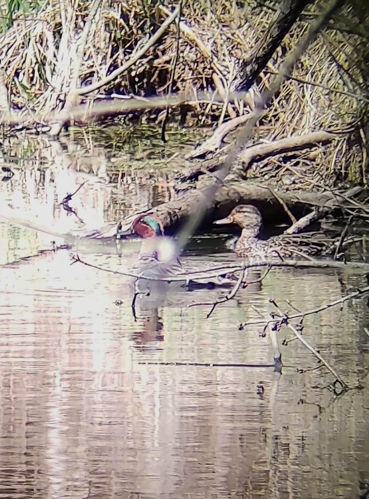 Green-winged Teal - ML633916568