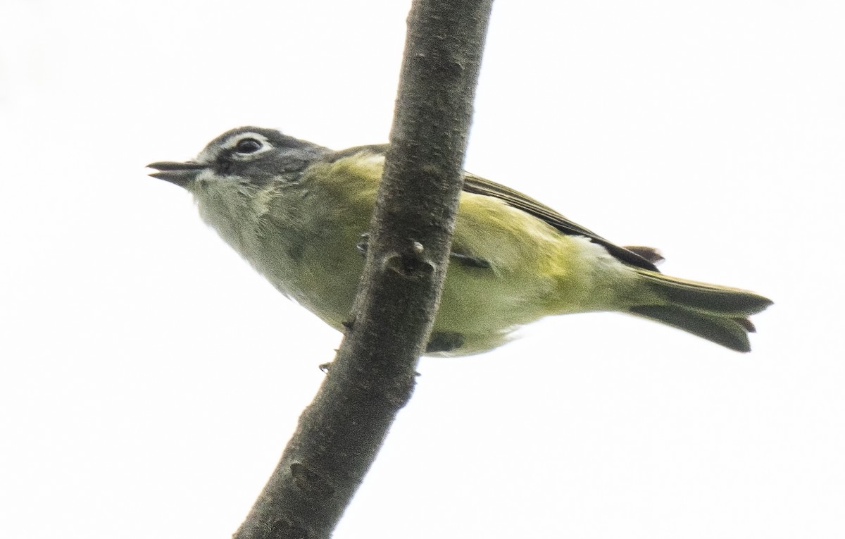 Blue-headed Vireo - ML633916589