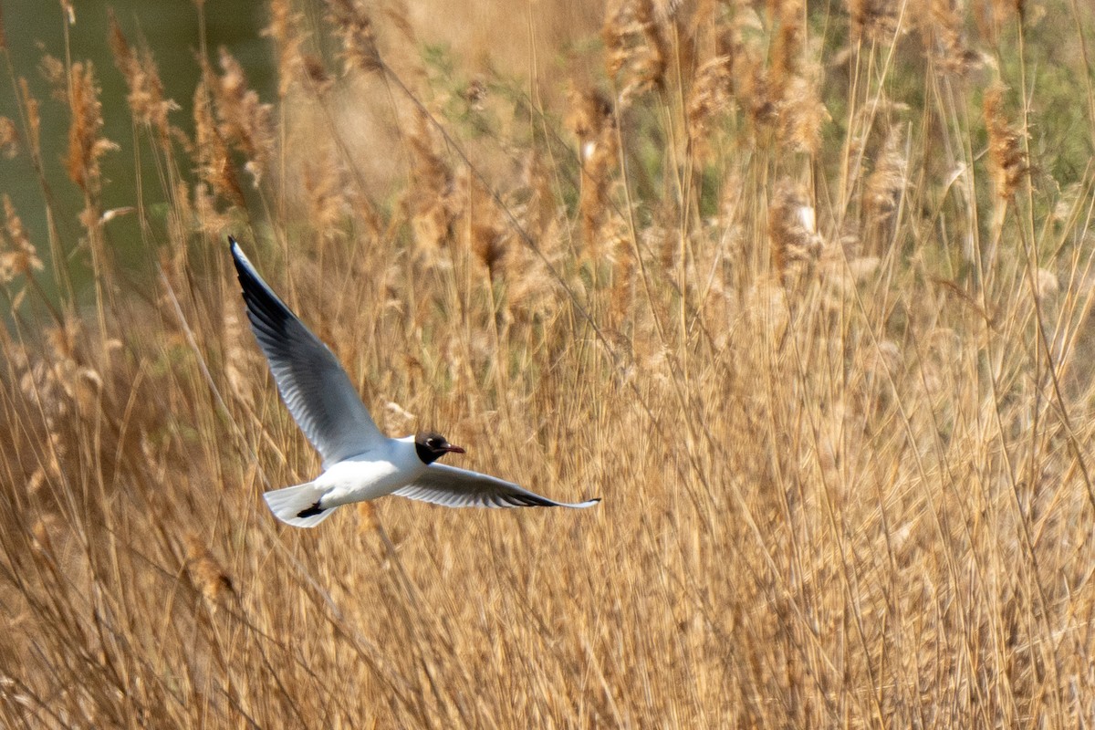 Black-headed Gull - ML633916603