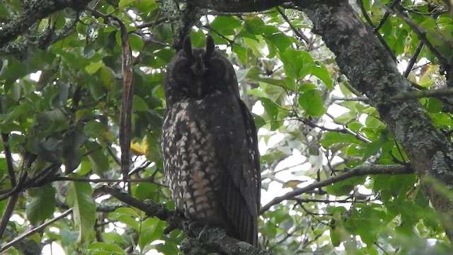 Stygian Owl - ML633916628
