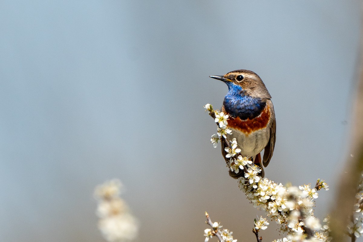 Bluethroat - ML633916639