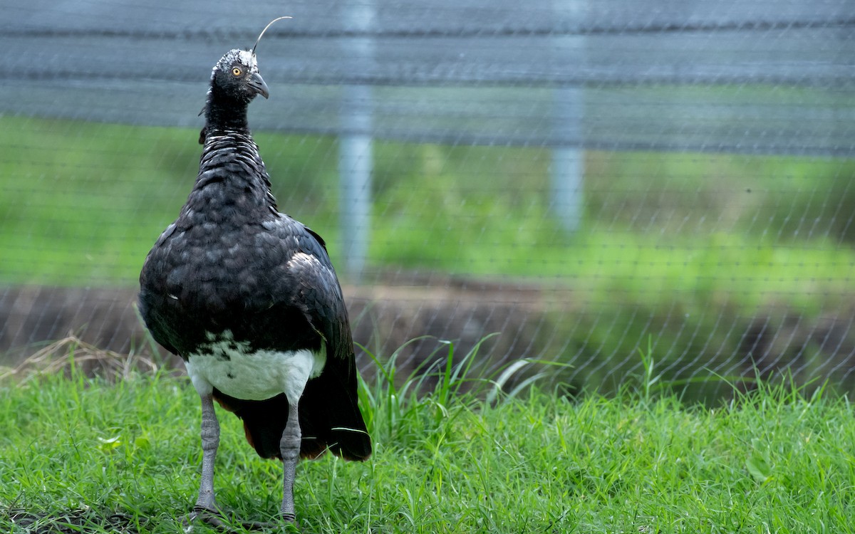 Horned Screamer - ML633916642