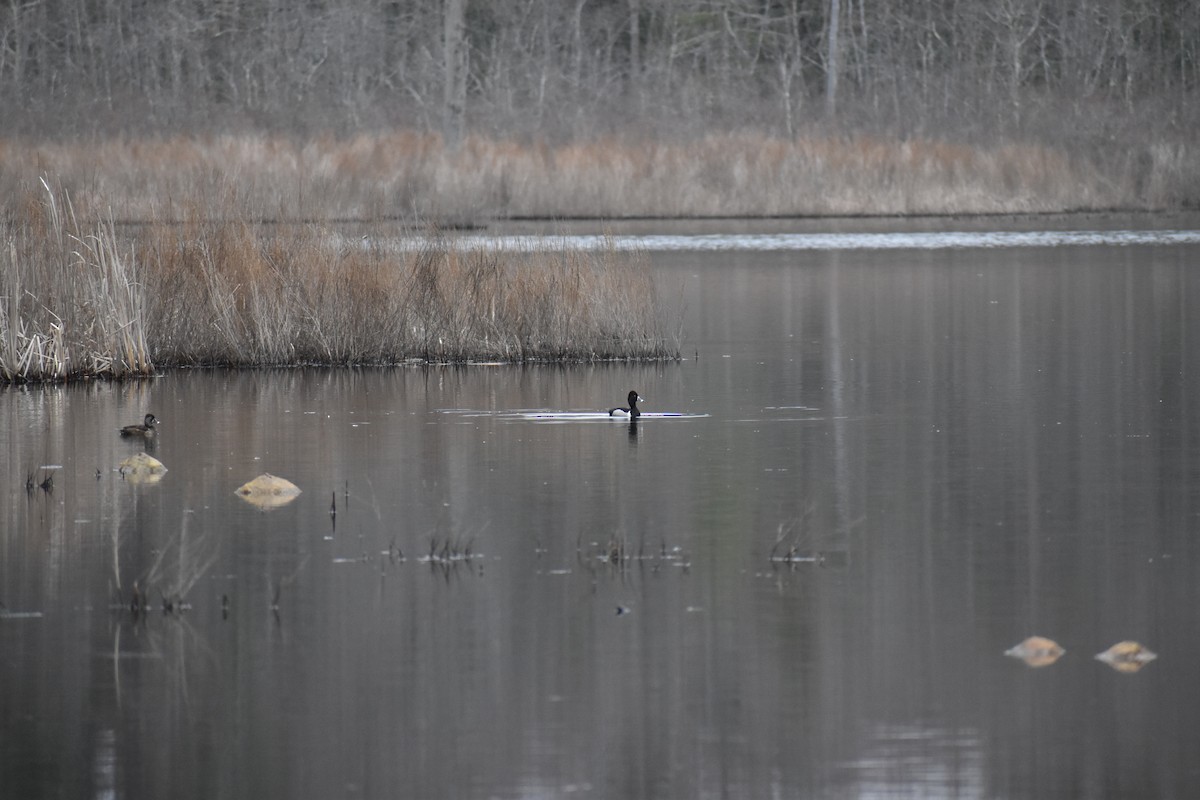 Ring-necked Duck - ML633916658