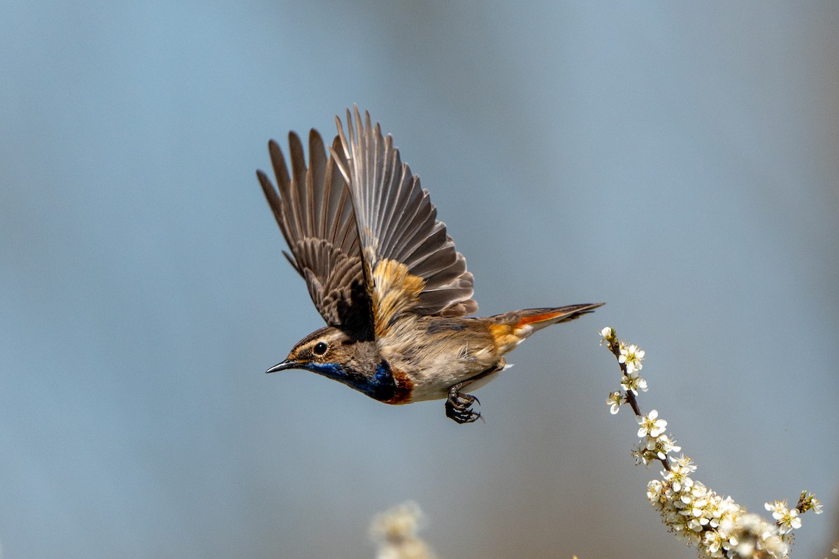 Bluethroat - ML633916659