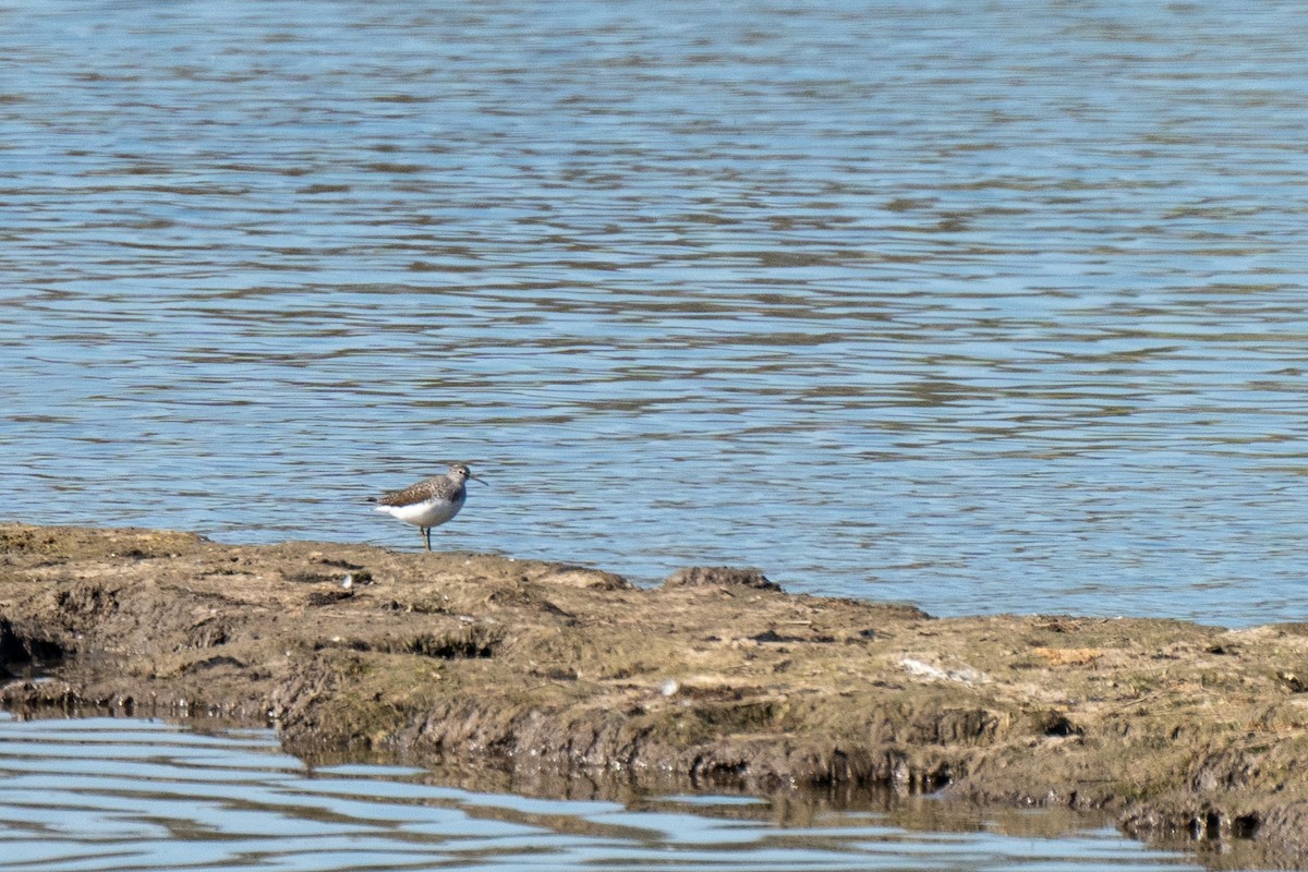 Green Sandpiper - ML633916672