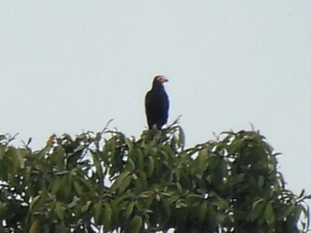 Black Caracara - ML633916687