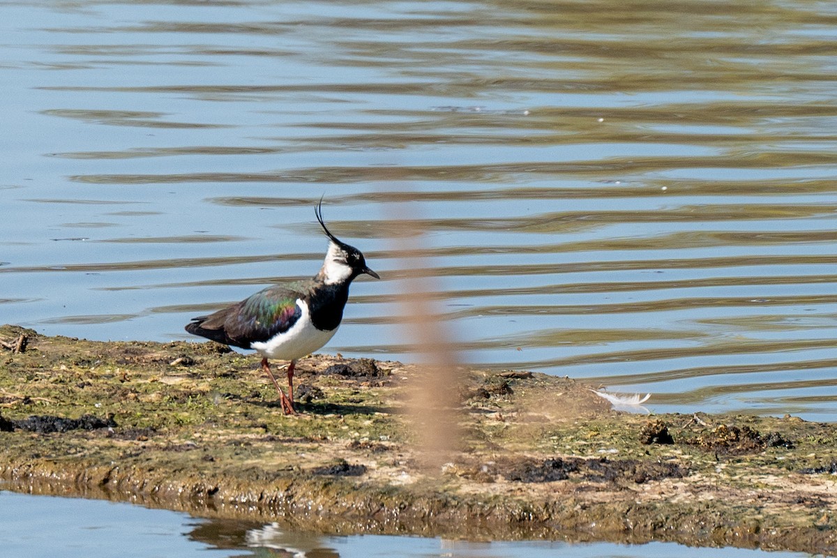 Northern Lapwing - ML633916689