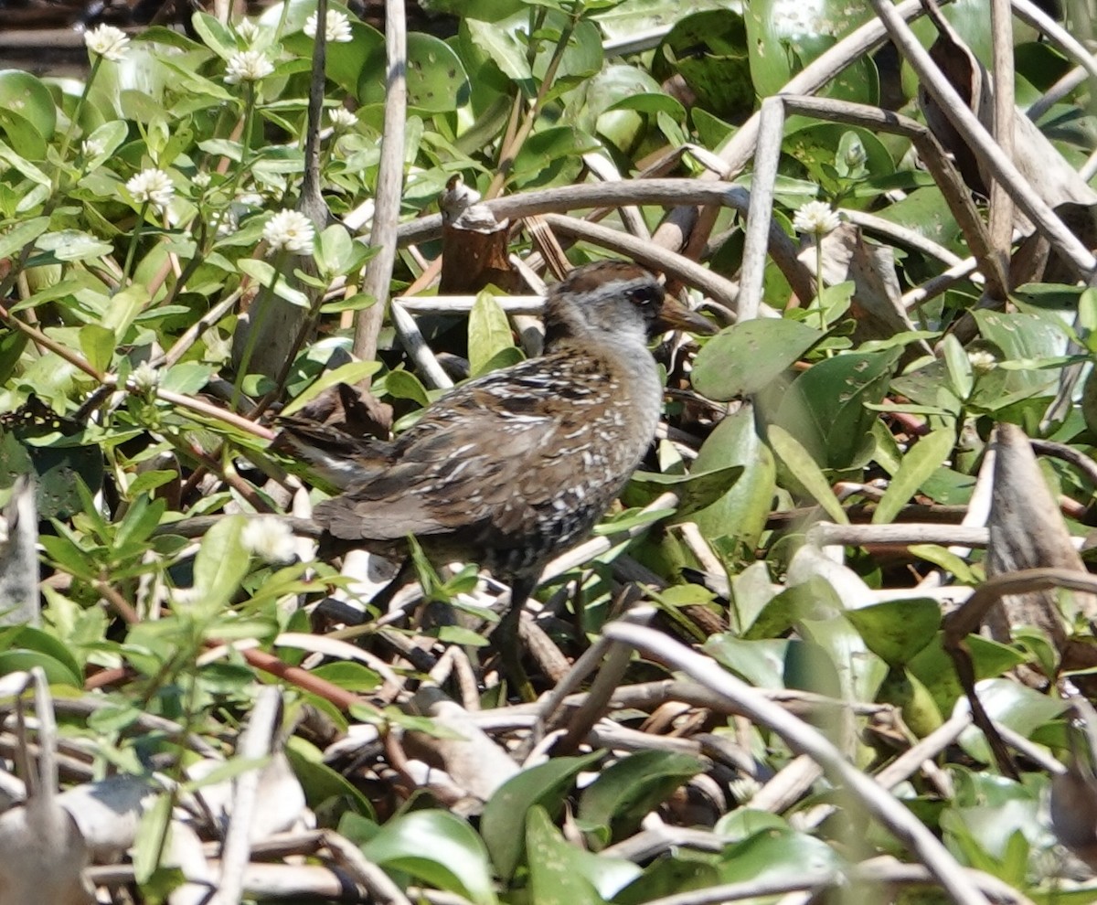 Sora - ML633916712