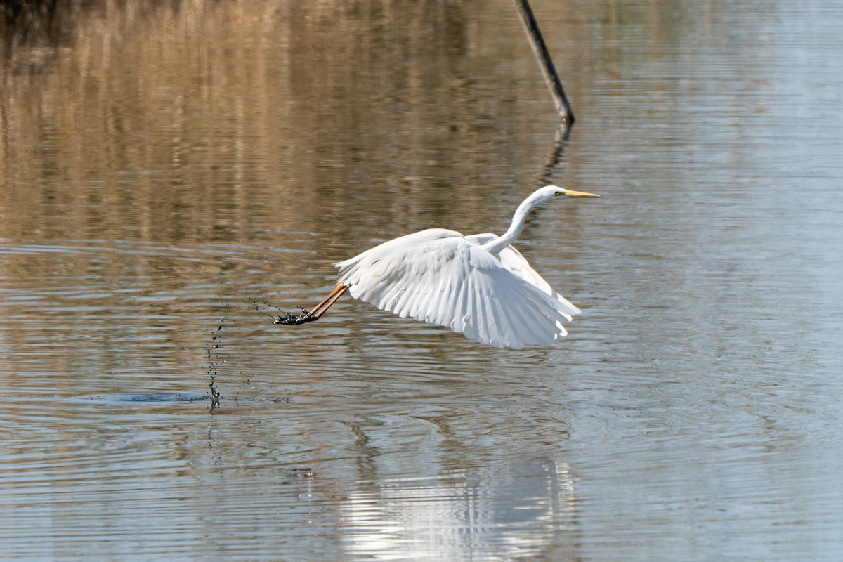 Great Egret - ML633916717