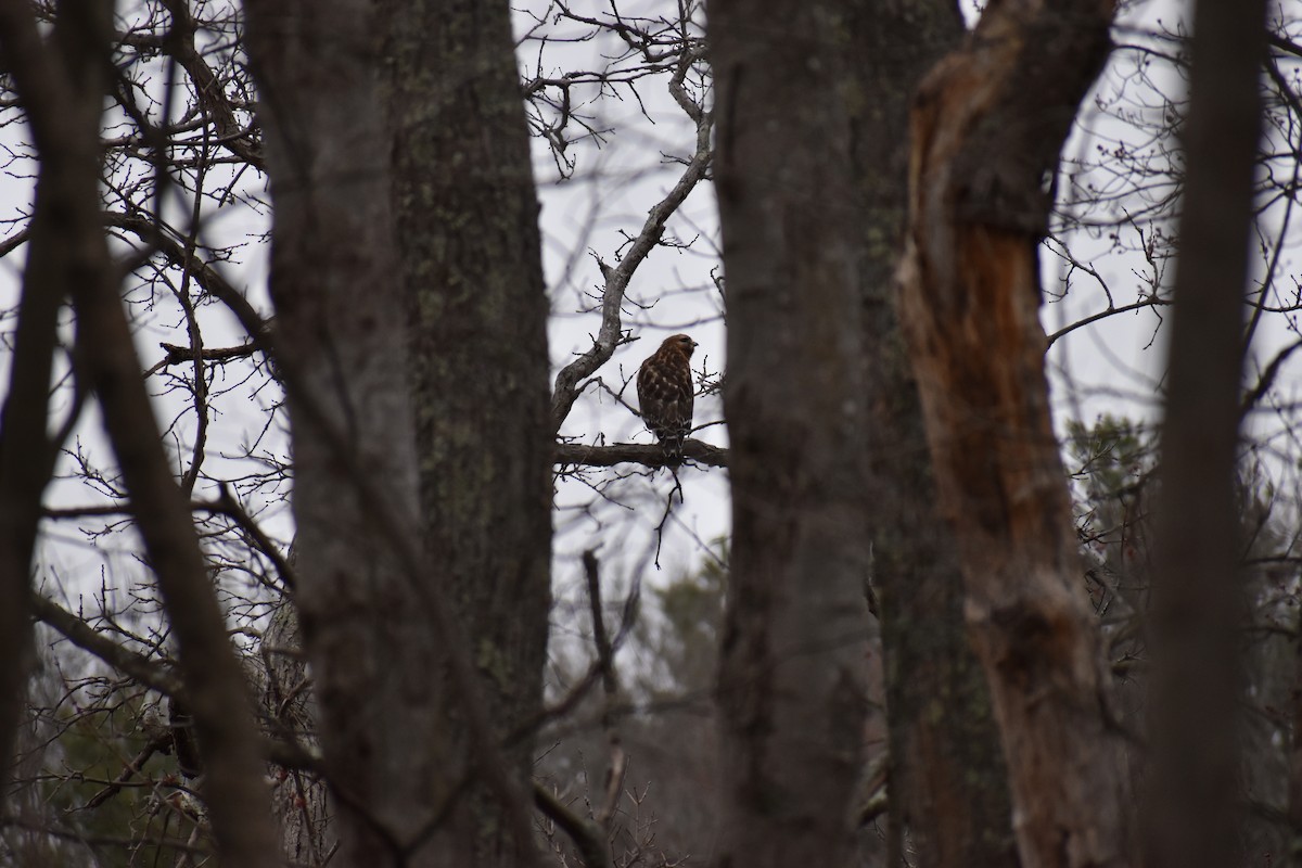 Red-shouldered Hawk - ML633916729