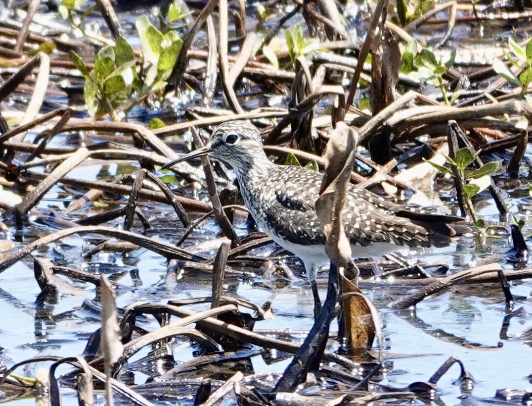 Solitary Sandpiper - ML633916731