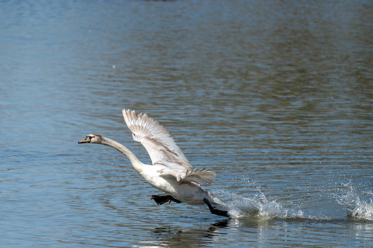 Mute Swan - ML633916750