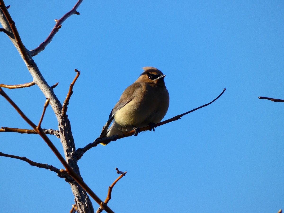 Cedar Waxwing - ML633916764