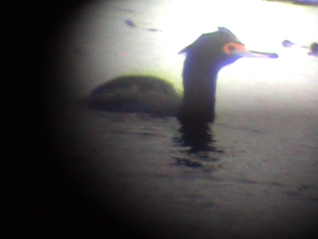 Red-faced Cormorant - ML633916826