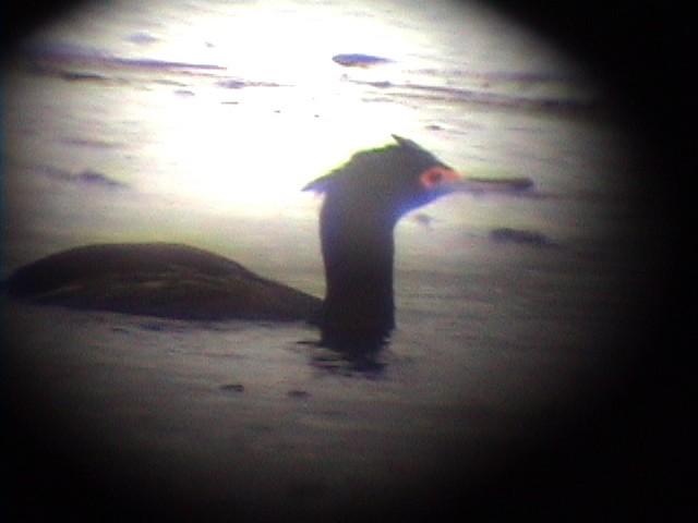 Red-faced Cormorant - ML633916827