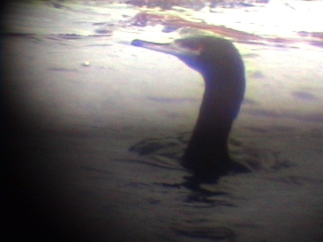 Red-faced Cormorant - ML633916829